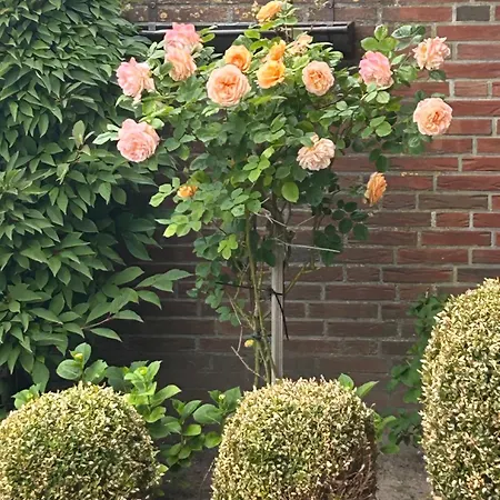 Nordseekrabbe Bollmann Apartmán *