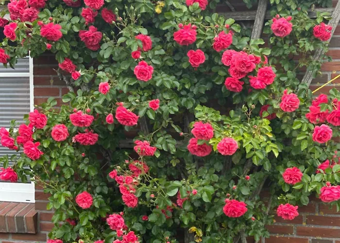 Nordseekrabbe Bollmann Apartman Carolinensiel